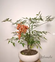 گیاه ناندینا ( بونسای فوق العاده زیبا )