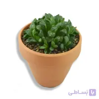 هاورتیا موتیکا با گلدان سفالی 12