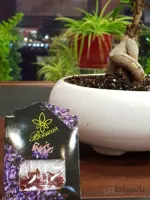 زعفران 0/2 گرمی بونانزا(سرگل صادراتی)، طرح ارغوان