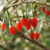 بذر گوجی بری (دیو خار)