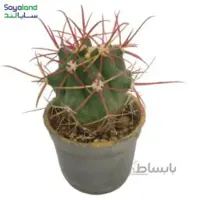 فرو کاکتوس گراسیلیس عمده فروشی