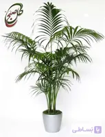 خرید گل آنلاین – نخل کنتیا طرح K-092 ( ارسال گل رایگان )