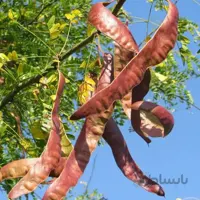 بذر لیلکی جنگلی