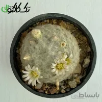 کاکتوس مامیلاریا پلاموزا CMP000729