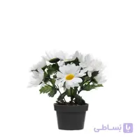بذر گل مارگریت بسته 3 عددی مدل GPSF7L