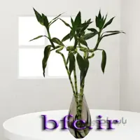 لاکی بامبو هر شاخه ای