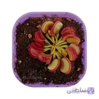 ونوس گوشت خوار سایز متوسط