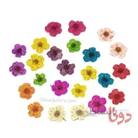 گل خشک زیرکاشت