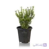 گیاه فضای باز شمشاد نعنایی ابلق ارتفاع 30 سانتی متر