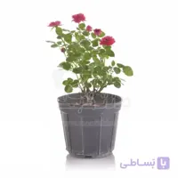 گل ساناز