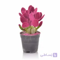 گیاه آپارتمانی کراسولا آواتا مخملی ارتفاع 18سانتیمتر