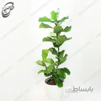 سفارش گل آنلاین – فیکوس لیراتا (آفریقایی) طرح F-037