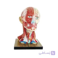 مولاژ عضلات سرو گردن