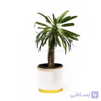 گیاه نخل ماداگاسکار | سایز متوسط
