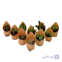 پک چندتایی ساکولنت سایز 8 (الوان)