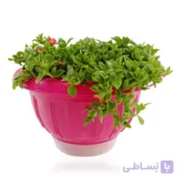 ناز یخی در گلدان پلاستیکی نیم دایره 755