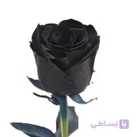 بذر گل رز مشکی