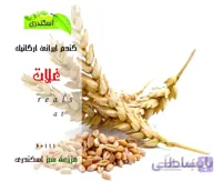گندم ایرانی ارگانیک