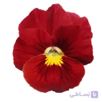 بنفشه قرمز رقم Scarlet