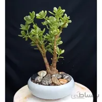 بنسای کراسولا اواتا ( بونسای یشم) ابلق