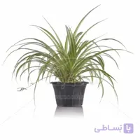 گیاه آپارتمانی گل گندمی 40 سانتی متری