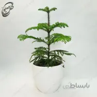 سفارش گل آنلاین – کاج نوئل P-013 ( ارسال گل رایگان )