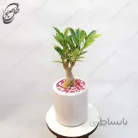 سفارش گل آنلاین – گل آدنیوم طرح A-014