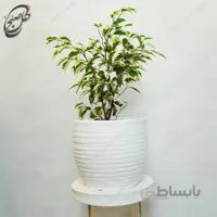 سفارش گل آنلاین – فیکوس بنجامین ابلق طرح F-031