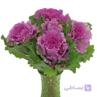 بذر کلم زینتی قرمز