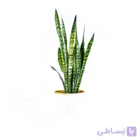 گیاه سانسوریا پوست ماری | سایز بزرگ