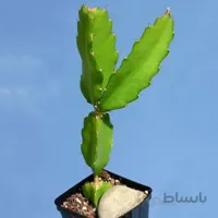 بذر هیلوسرئوس ده عدد