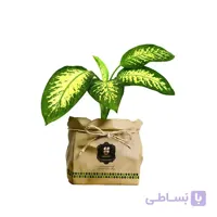 گیاه طبیعی دیفن باخیا گلباران سبز گیلان مدل GN13-15K
