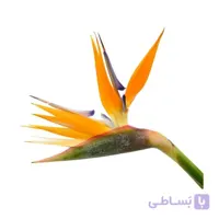 پرنده بهشتی
