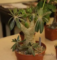 بذر پاچیپودیوم روسولاتوم ده عدد