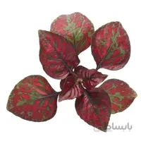 بذر F1 گلسنگ رقم confetti compact red