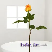گل رز هلندی
