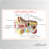 4700- آناتومی بدن – گوش ها