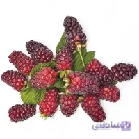 نهال لوگان بری