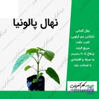 نهال گلدانی پالونیا اندازه 20 سانتی‌متری