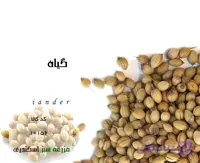 گیاه و بذر گشنیز