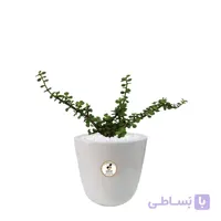 گیاه طبیعی خرفه زینتی (کراسولا) کوچک گلباران