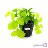 گیاه پتوس طلایی