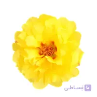 بذر گل ناز آفتابی زرد