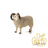 گوسفند قوچ نر Sheep Ram 387097