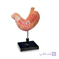 مولاژ معده