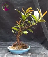 بنسای(بونسای) فیکوس الاستیکا ا Elastica ficus bonsai