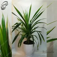 سفارش گل آنلاین – پاندانوس طرح P-021 ( ارسال گل رایگان )