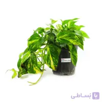 گیاه پتوس ابلق