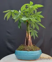 بونسای(بنسای) پاچیرا تنه بافت وارداتی