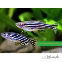 پک ماهی زبرا آبی (6 عددی)